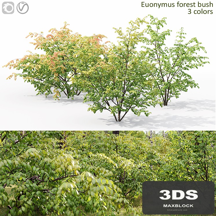 Euonymus forest