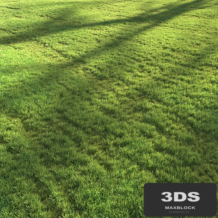 Sunset grass