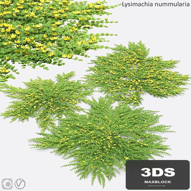 Lysimachia nummularia
