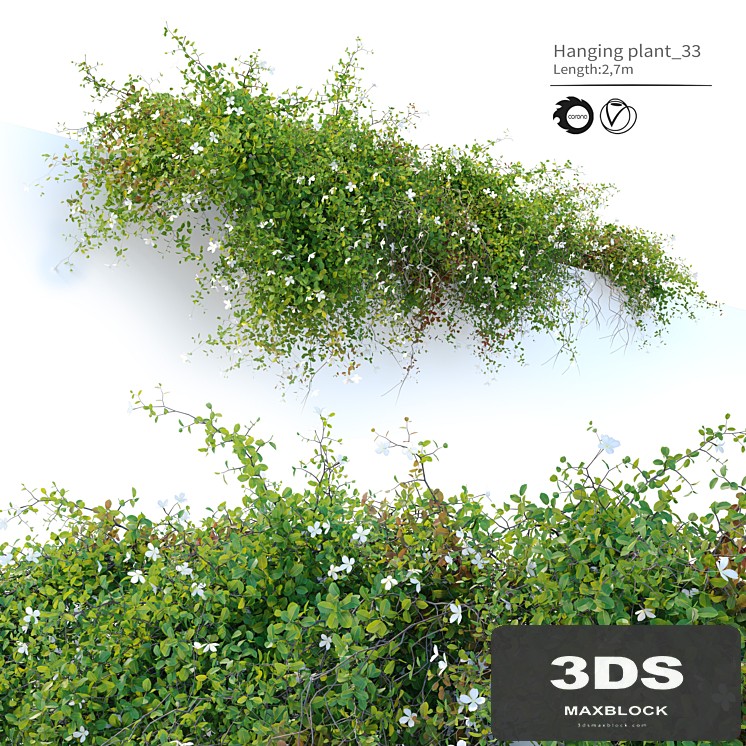 Hanging plant_33