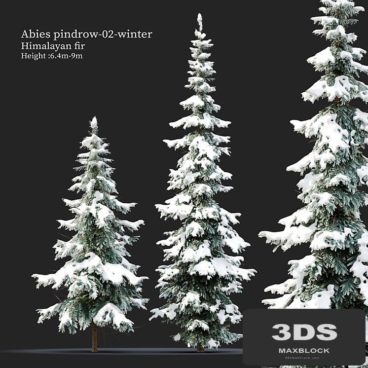 Abies pindrow-winter-02