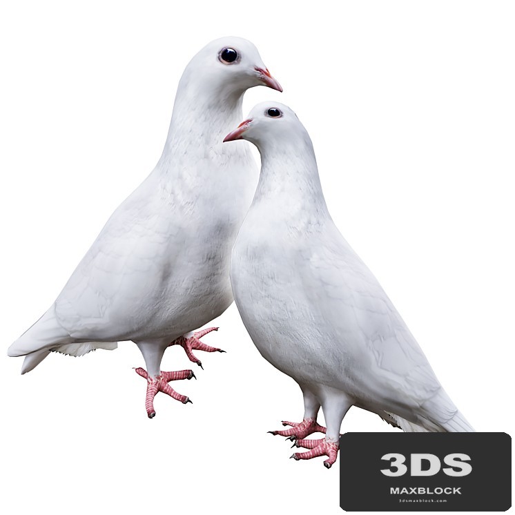 Pigeon