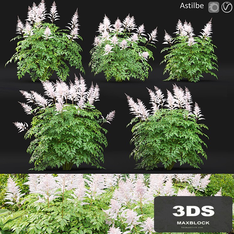 Astilbe