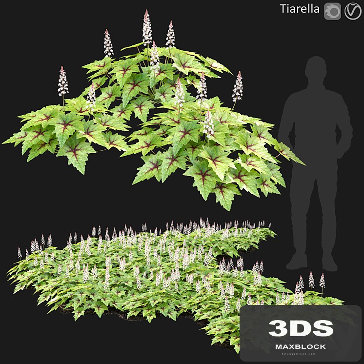 Tiarella # 1