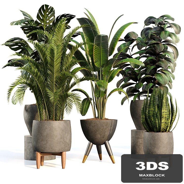 bamboo-Censoria-Indoor plant set 01