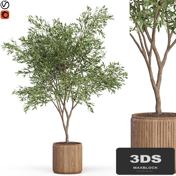 Plants collection 625