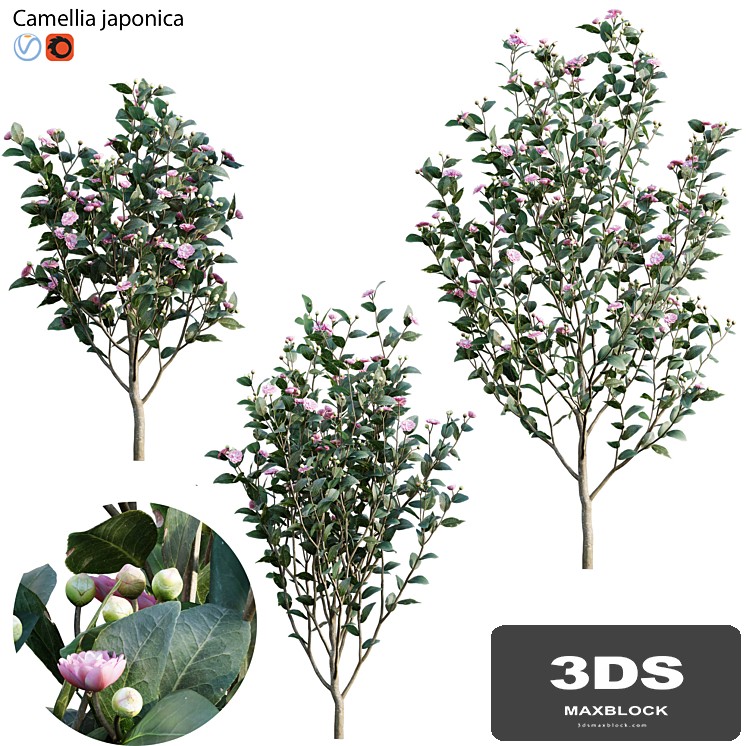 Camellia japonica - Japanese camellia 02
