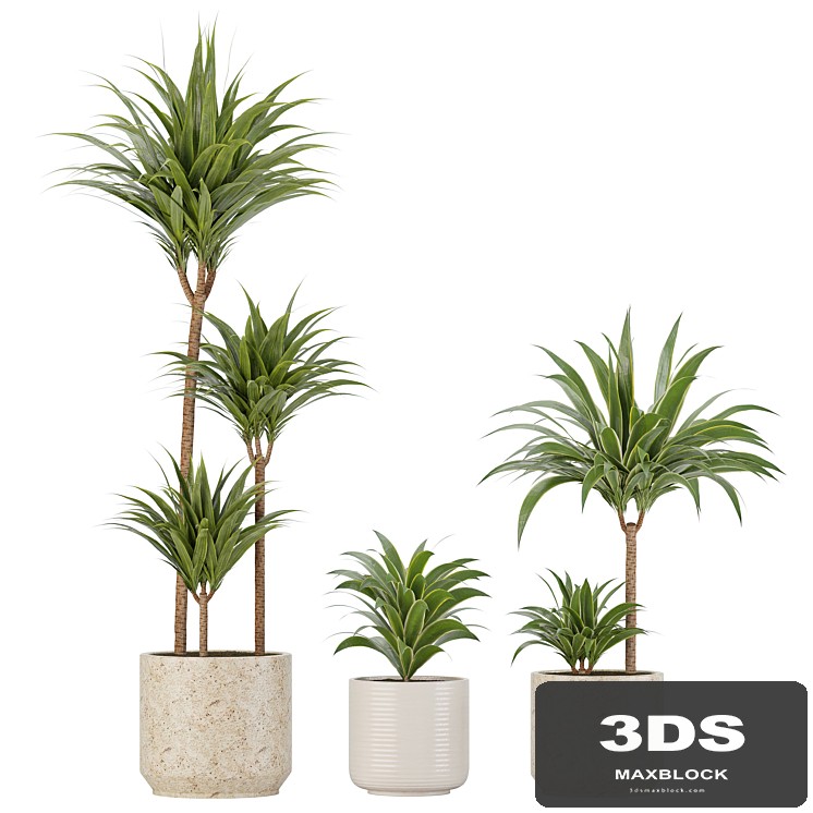 Indoor Planters_Dracaena fragrans_01
