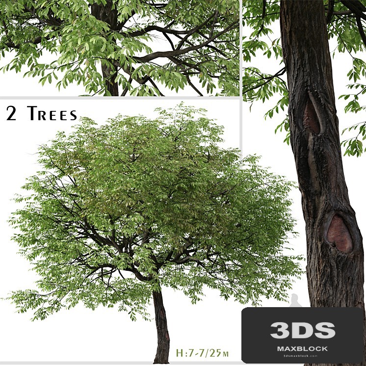 Set of Juglans nigra Tree (Eastern black walnut) (2 Trees)