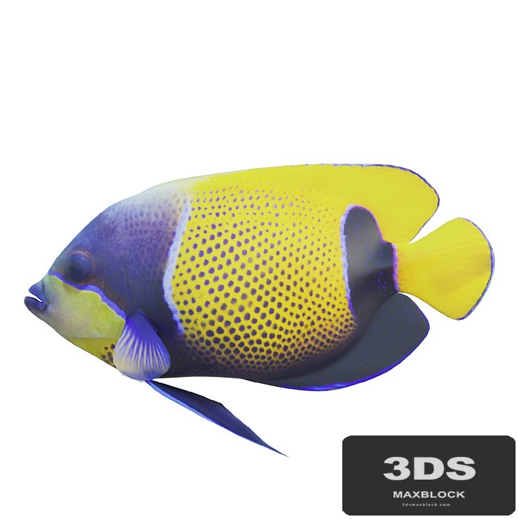 Blue girdled Angelfish set 04