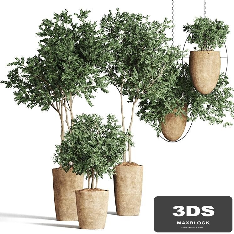 Collection Plants Indoor 55