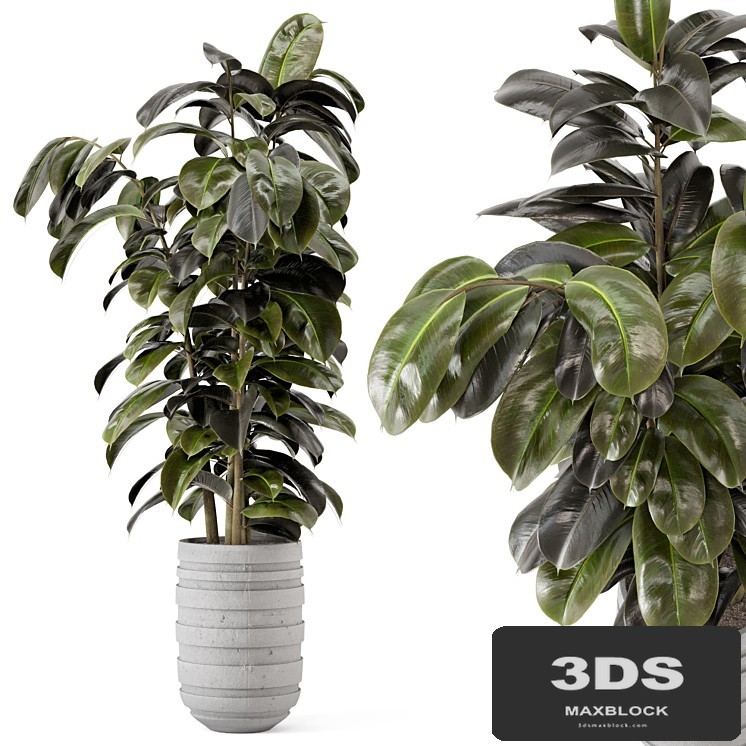 Indoor Plants in rusty Concrete Pot - Set 549