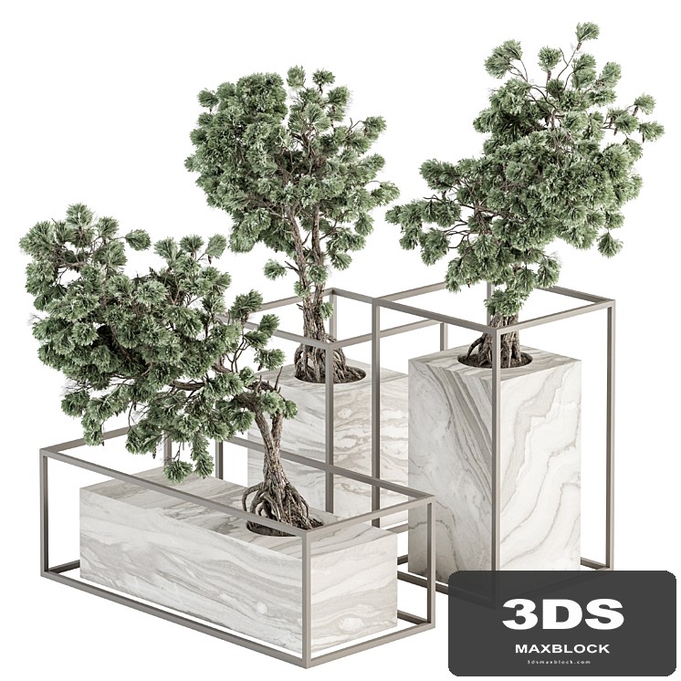 indoor Plant Set 358 - Bonsai Set Plant in pot