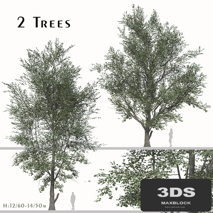 Set of Celtis Koraiensis Tree (Korean hackberry) (2 Trees)