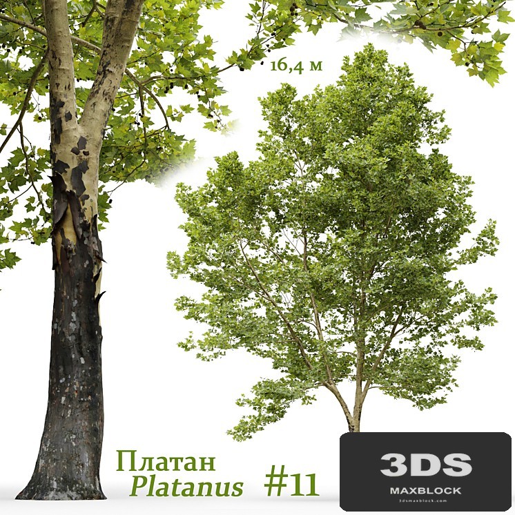 Plane-tree / Sycamore / Platanus #11
