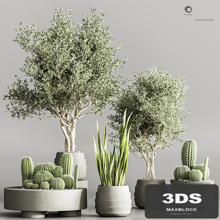 Cactus & plant vol 02