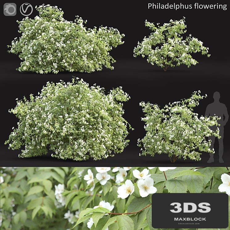 Philadelphus
