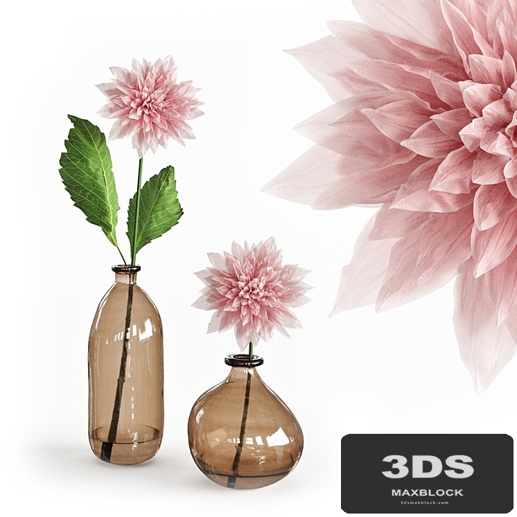 Dahlia in a glass vase