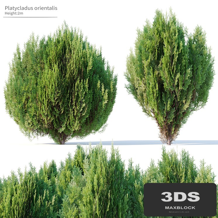 Platycladus orientalis