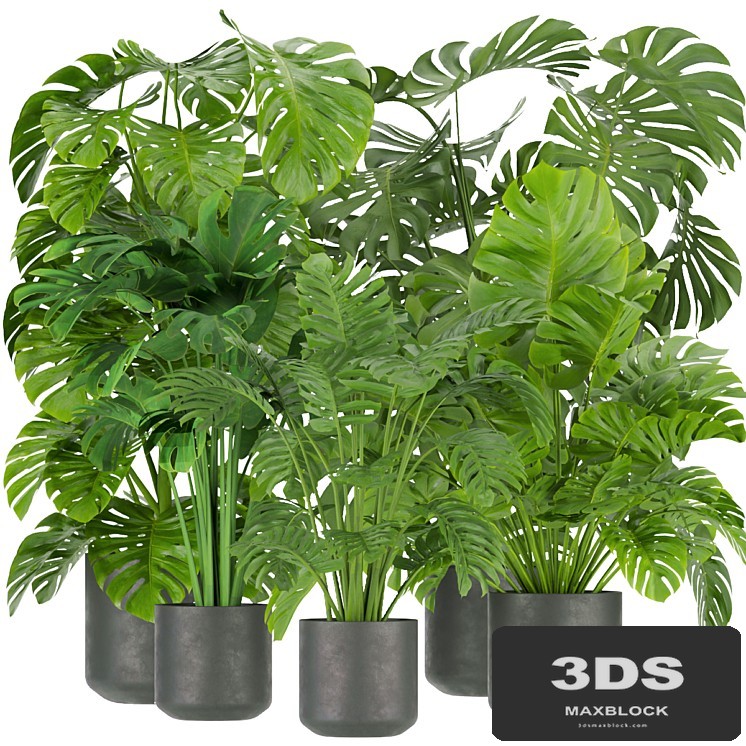 Collection plant vol 334 - indoor - monstera