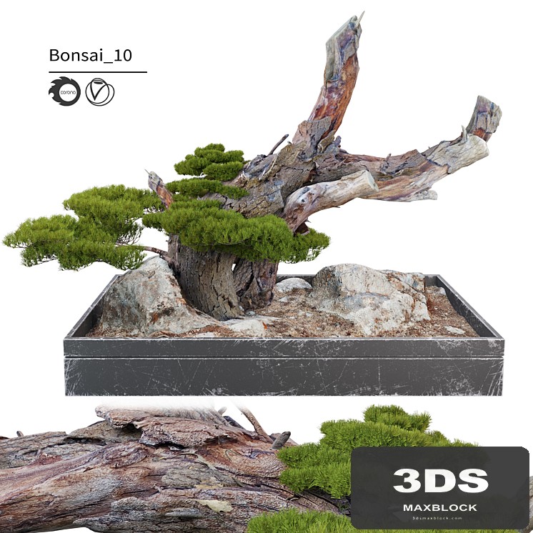 Bonsai plant_10
