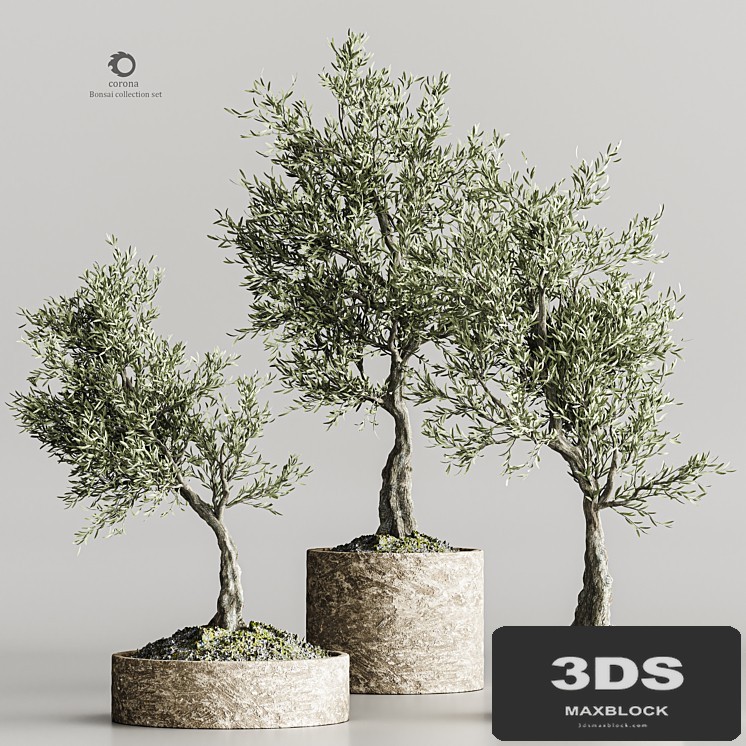 plant collection olive 02