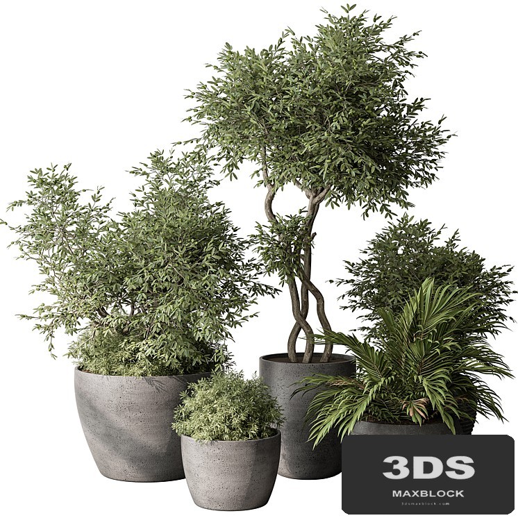 Outdoor Plant Set 393 - Plant Set in Concrete Pot