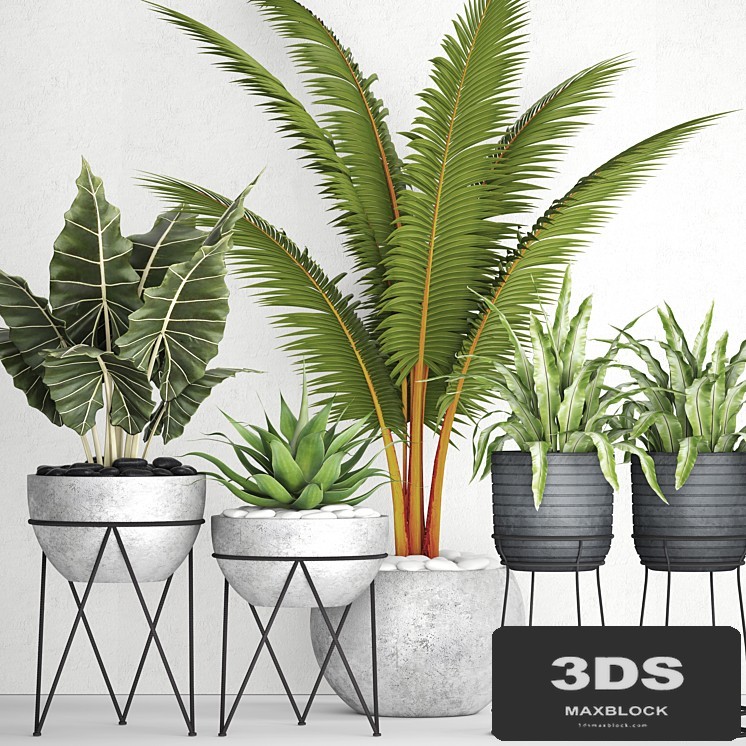 The collection of plants in pots 17. coconut palm, alocasia, concrete pot, stand, flower, asplenium, agave