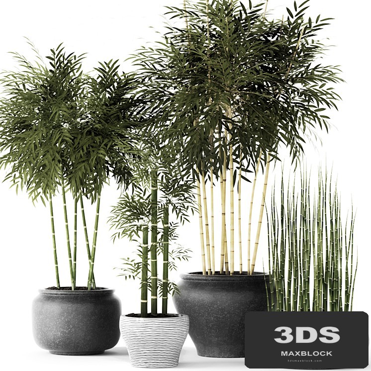 Bamboo and Equisetum, flower, pot, bamboo bush, thickets, bamboo, pot, flowerpot, outdoor, horsetail