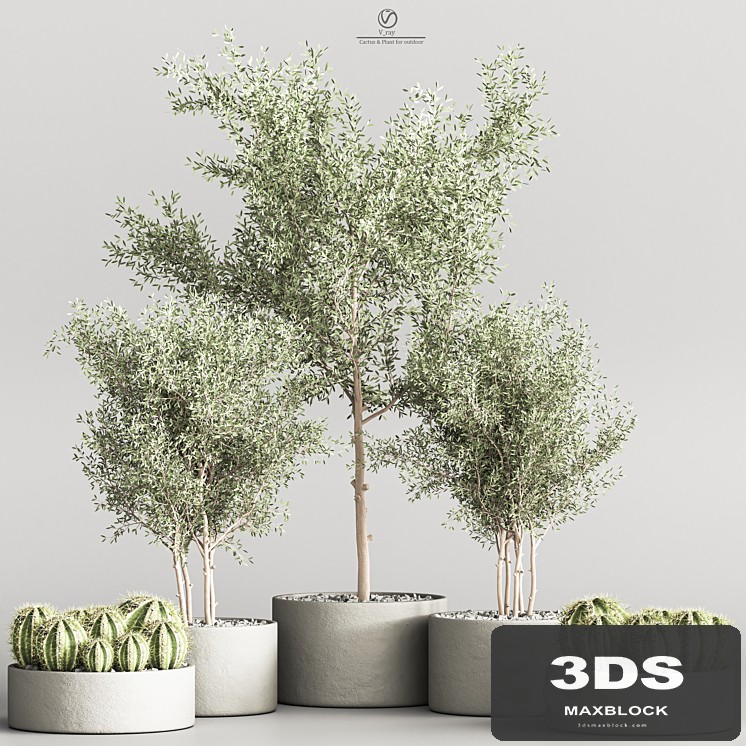 Cactus & Plant indoor vray