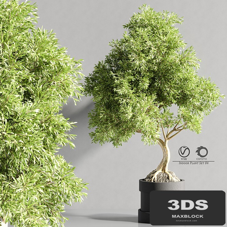 plant_bonsai_07