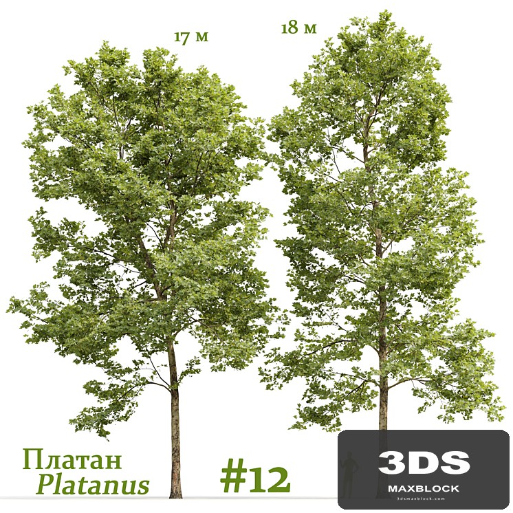 Plane-tree / Sycamore / Platanus #12