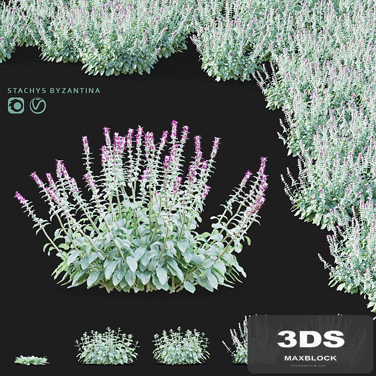 Chistets Byzantine flowers | Stachys byzantina