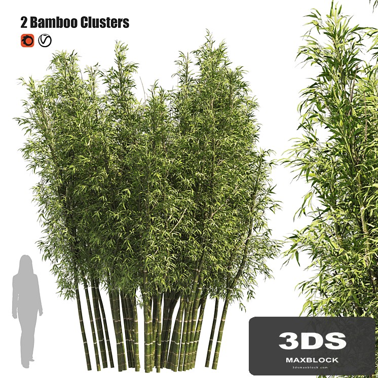 2 Bamboo Clusters