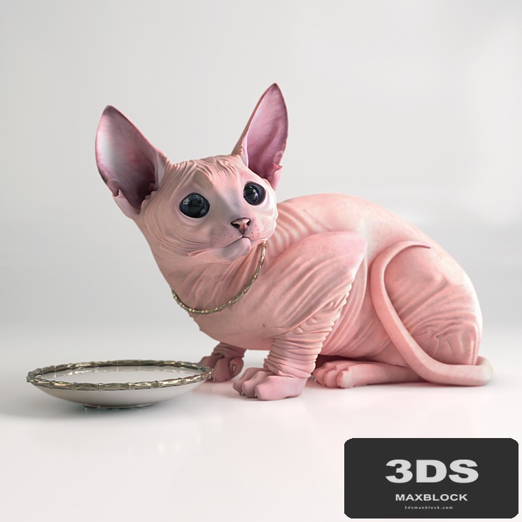 Sphynx cat