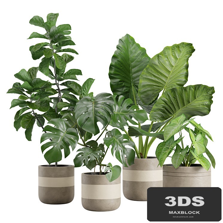 Indoor Plant Pack 21