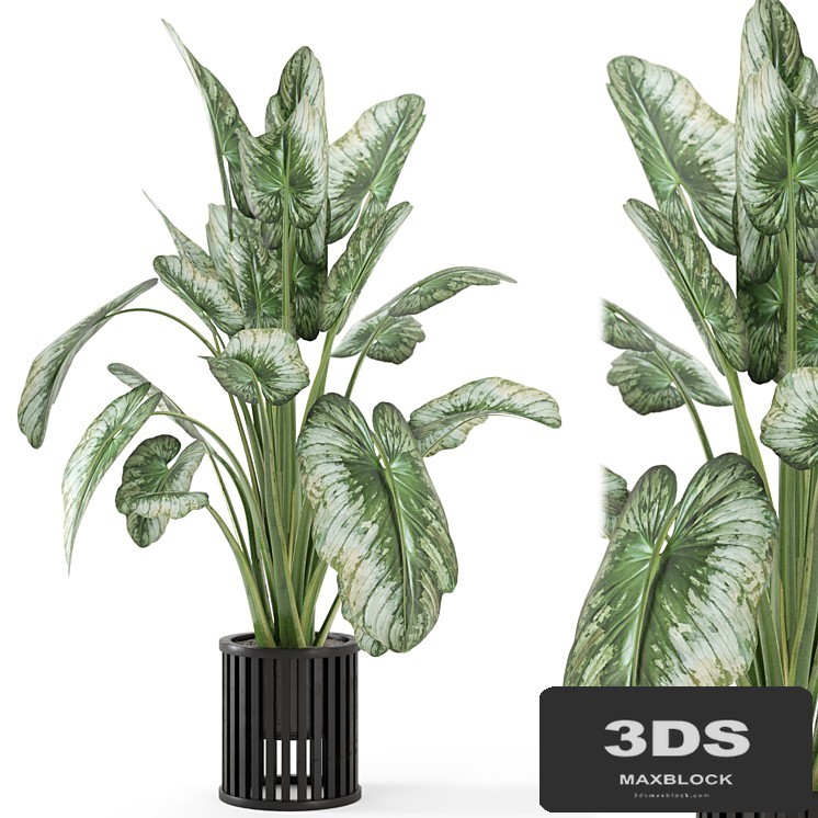 Indoor Plants in Metal Pot - Set 842