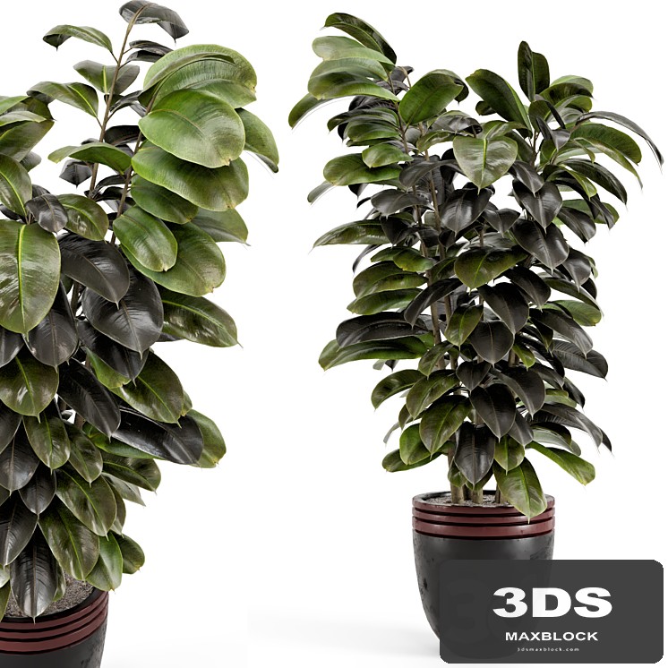 Indoor Plants in rusty Concrete Pot - Set 881