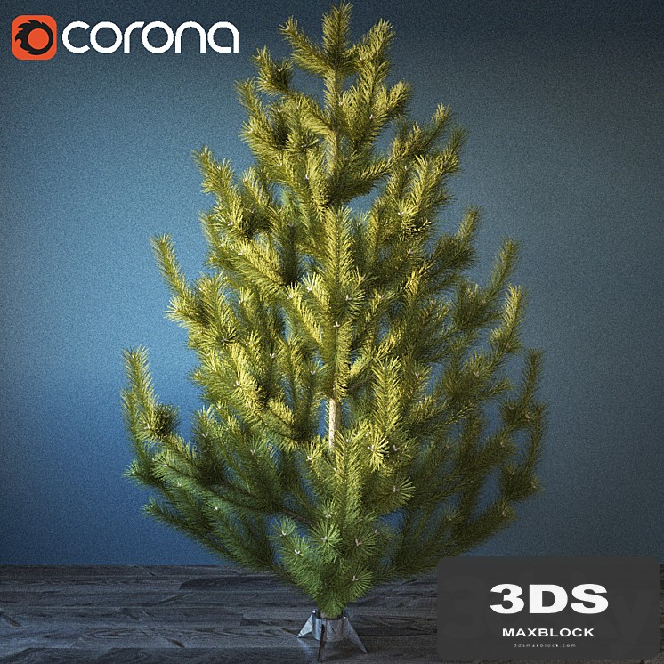 Interior pine