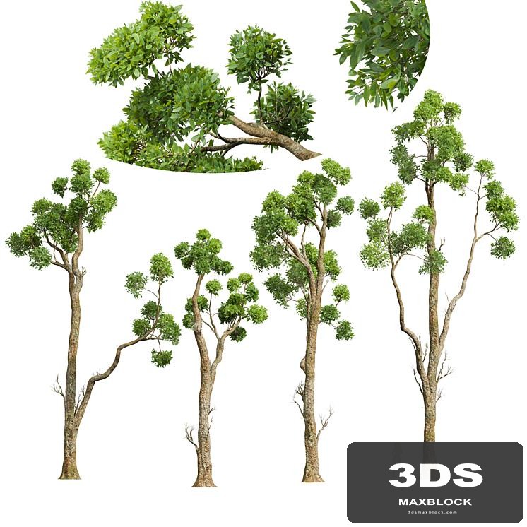 New Plant High detail Cinnamomum Camphora Decorative