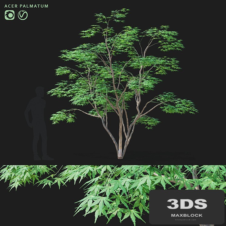 Maple palm tree | Acer palmatum