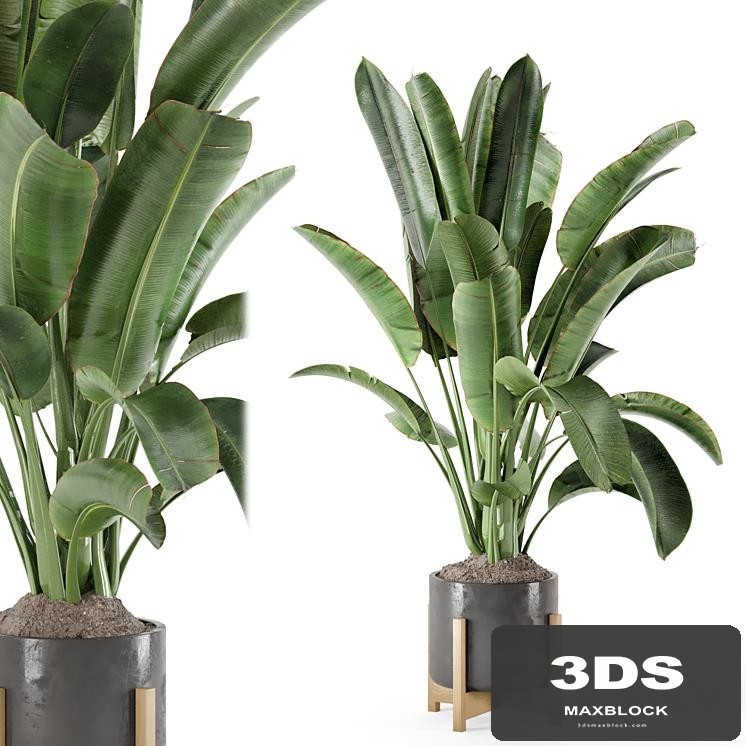 Indoor Plant in Combination of wood & concrete Pot - Set 963