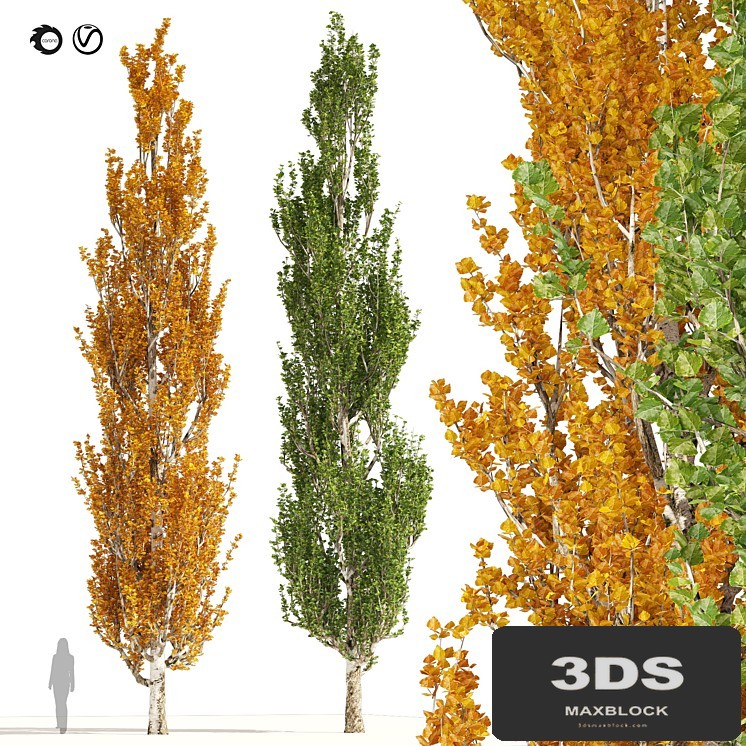 Summer and Autumn Lombardy poplar trees