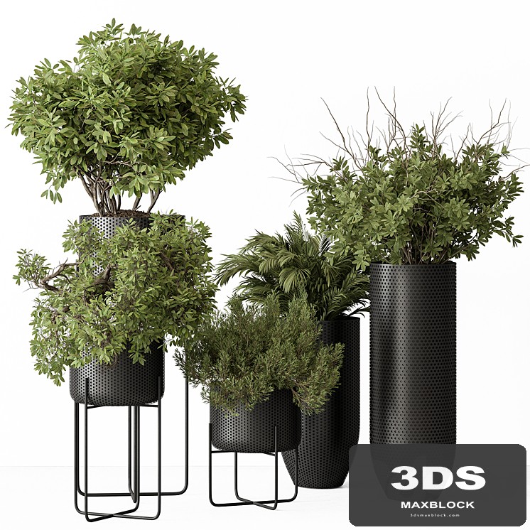 indoor Plant Set 427 - Tree and Bush