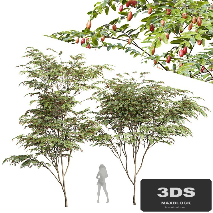 New Plant Ziziphus Jujuba Chinesische Dattel Red