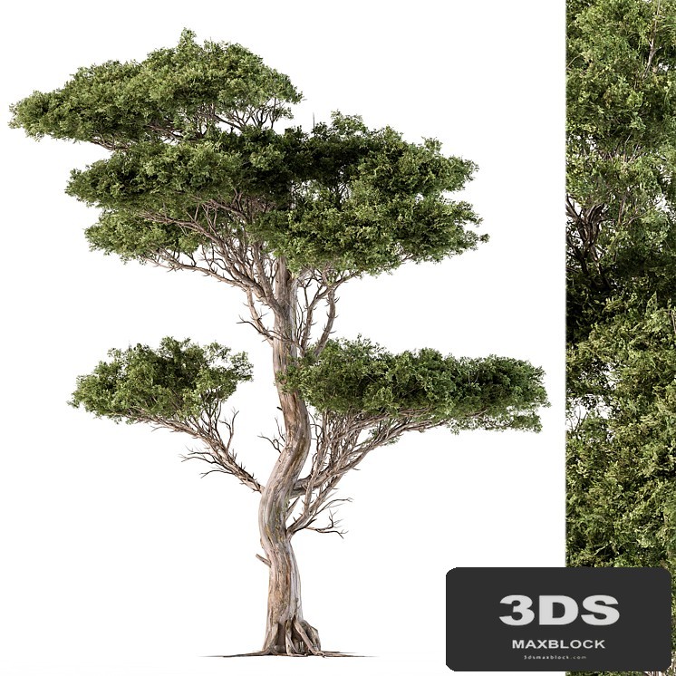 Tree Needle Acacia - Set 102