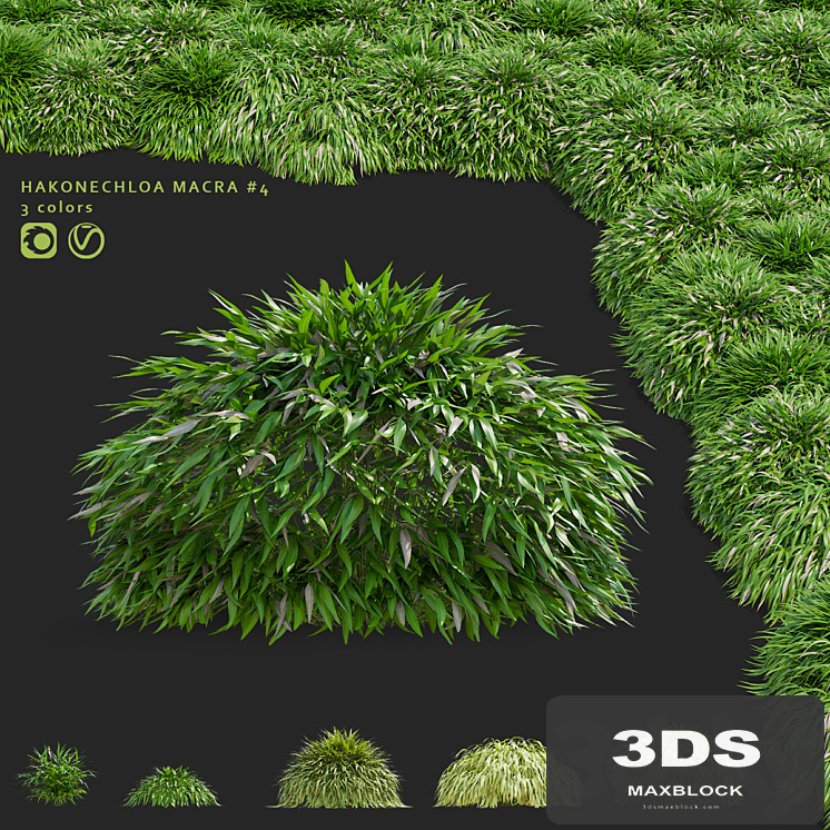 Hakonechloa skinny grass | Hakonechloa macra #4