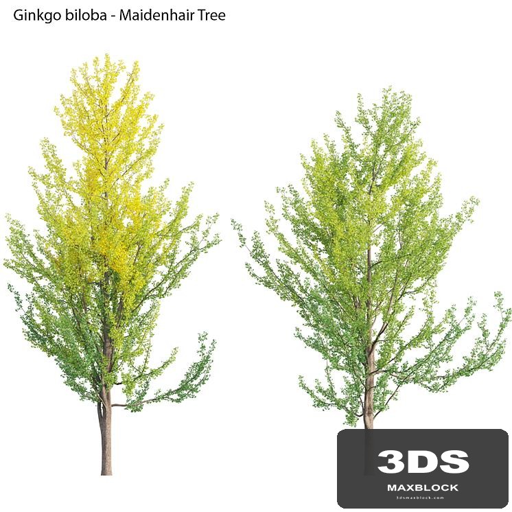 Ginkgo Biloba - Maidenhair Tree 01
