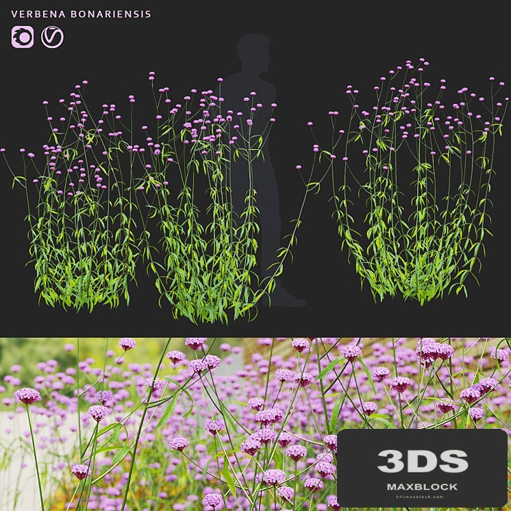 Verbena bonar flowers | Verbena bonariensis