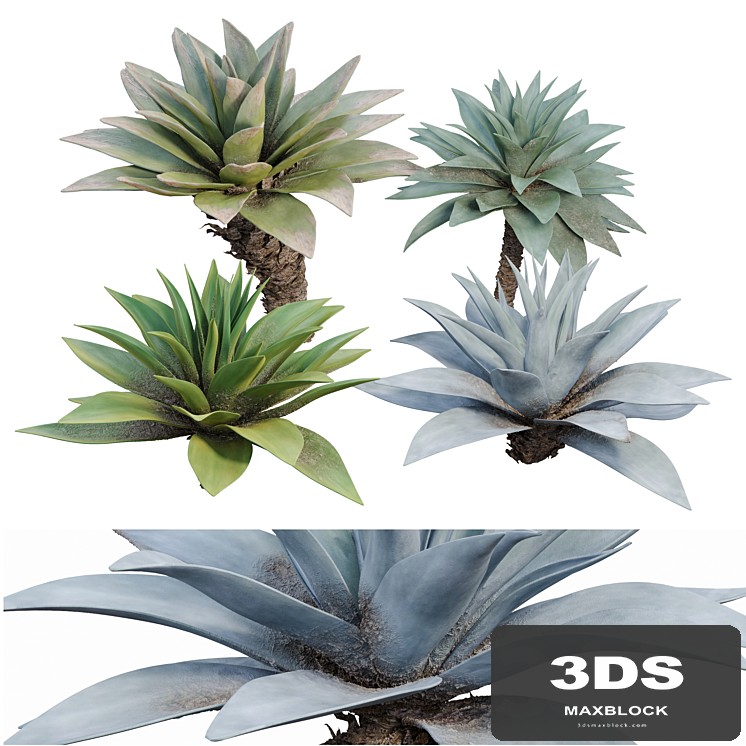 Agave 03